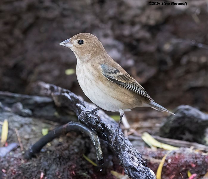 _B249058 female indigo bunting.jpg